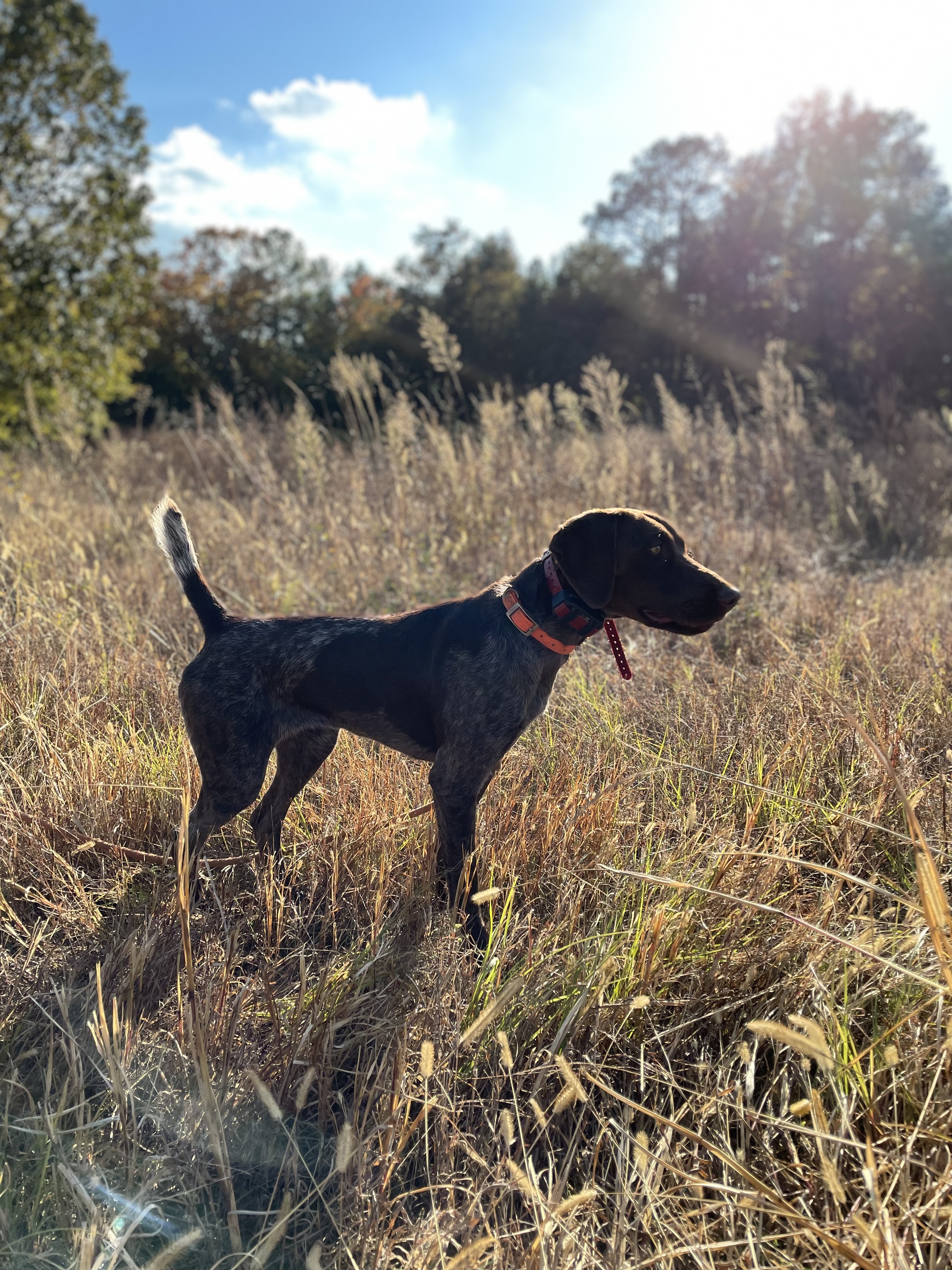 Kansas hunting field